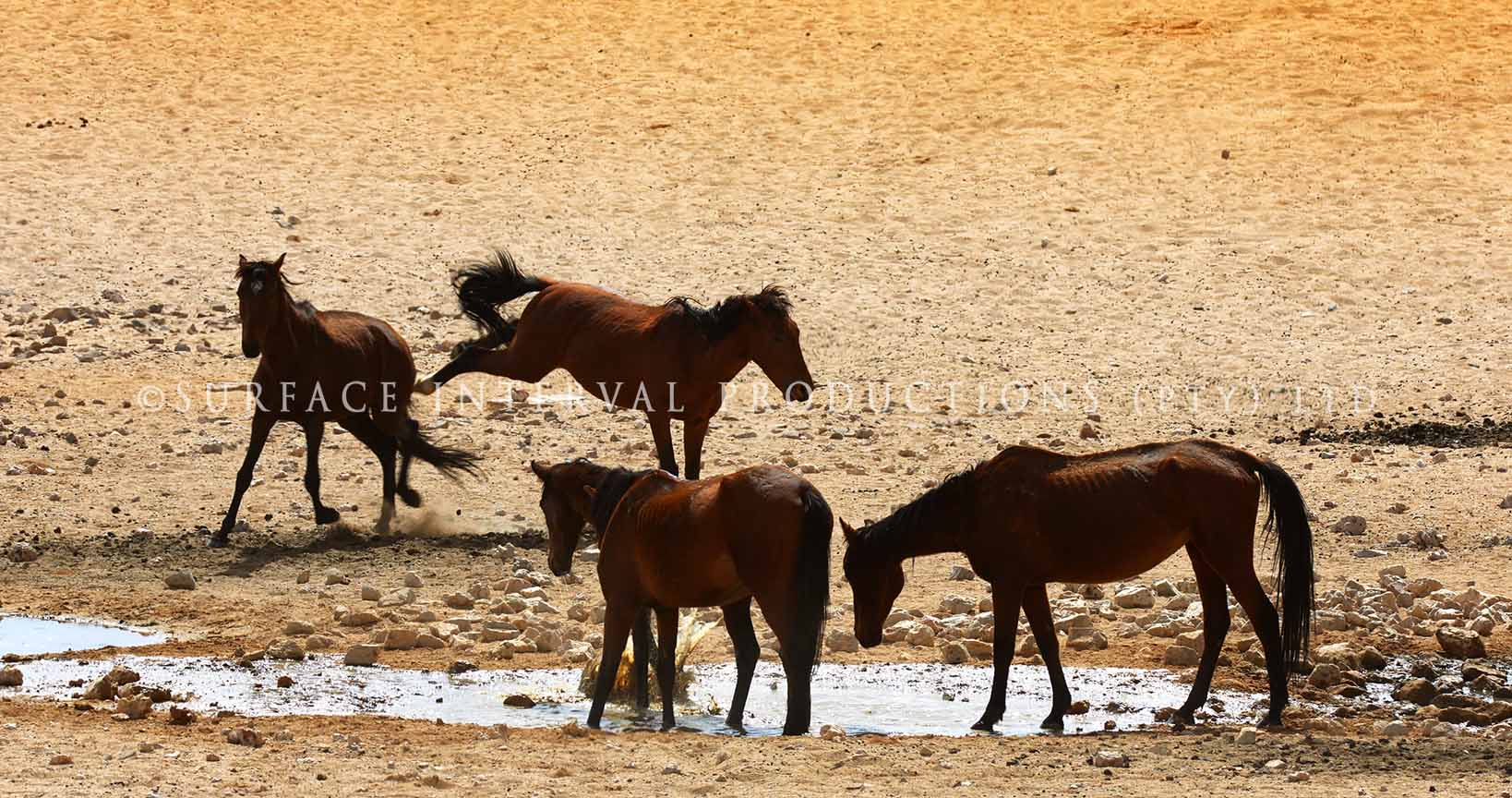 Ause Wild Horses 03.jpg