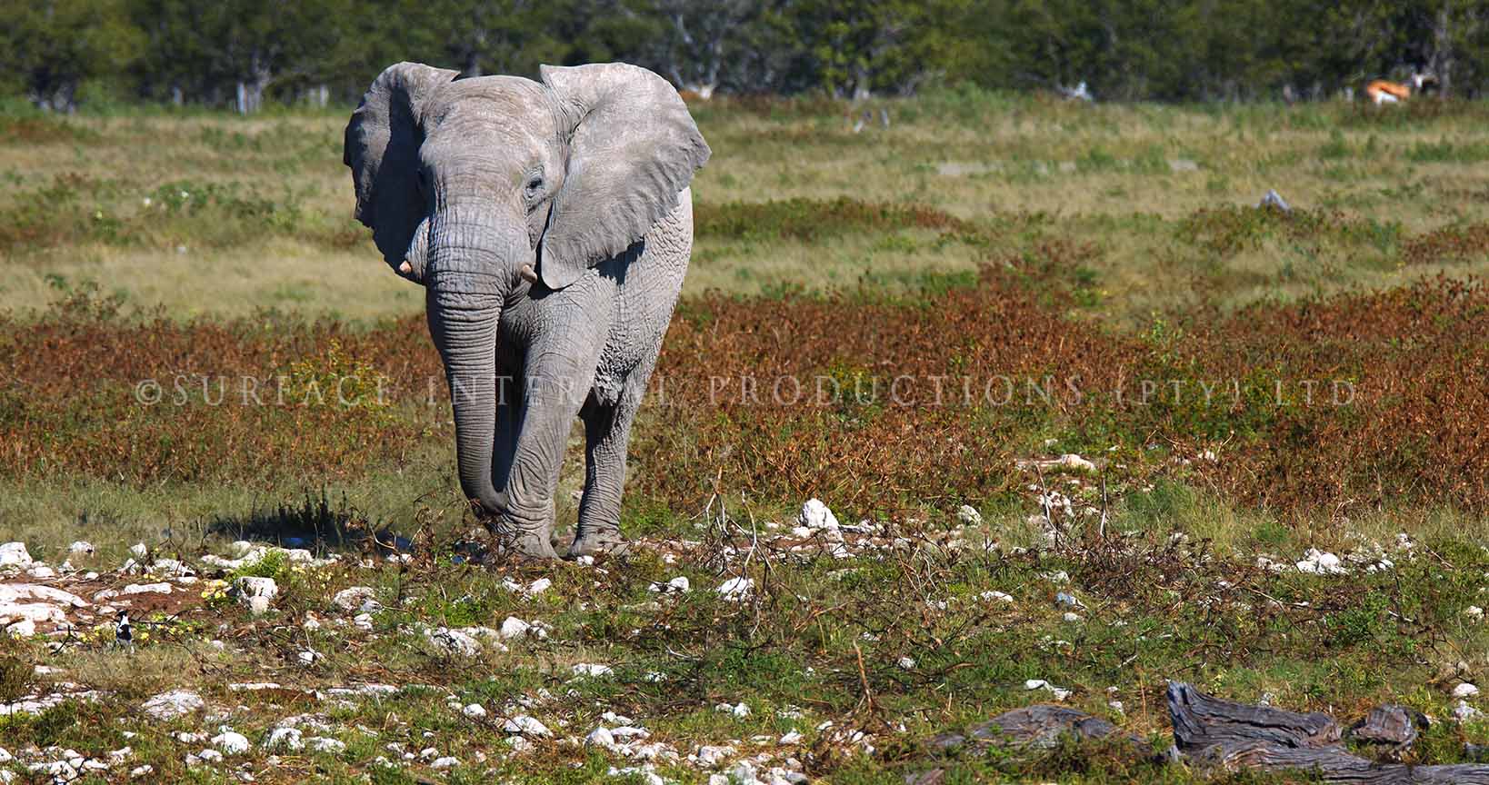 Elephant dead 03.jpg