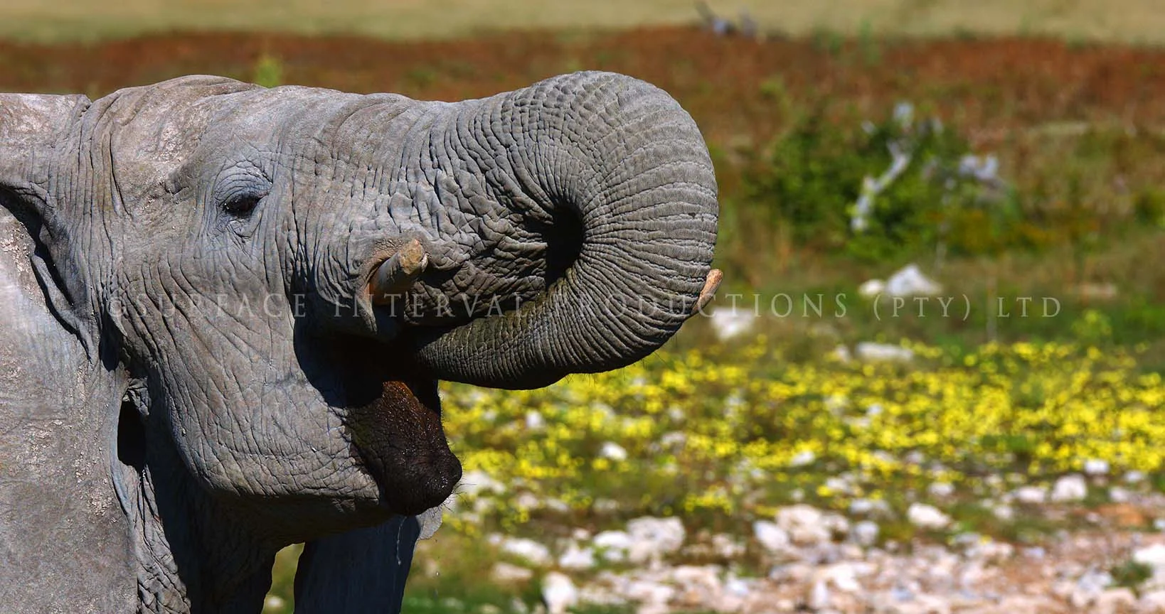 Elephant dead 04.jpg