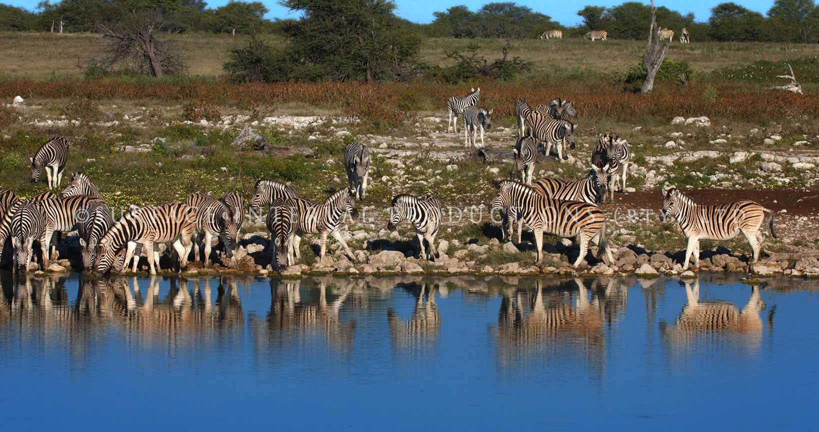 Zebra 01.jpg