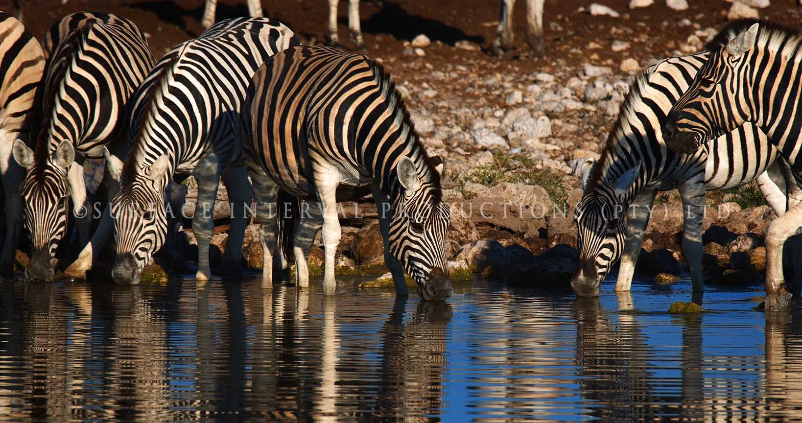 Zebra 02.jpg