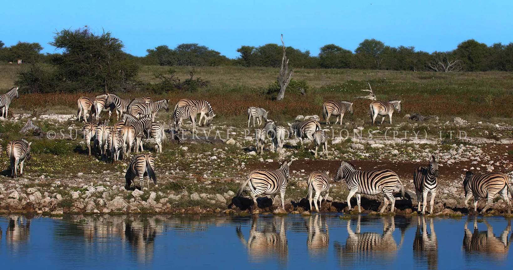 Zebra 03.jpg
