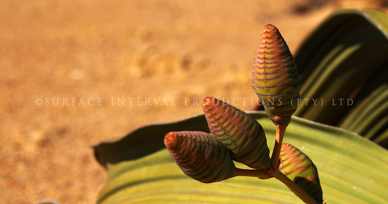 Welwitschia mirabilis 01.jpg