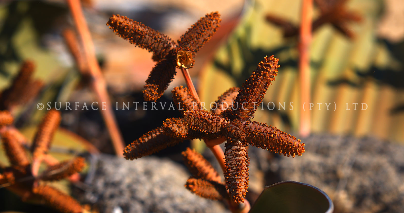 Welwitschia mirabilis 04.jpg