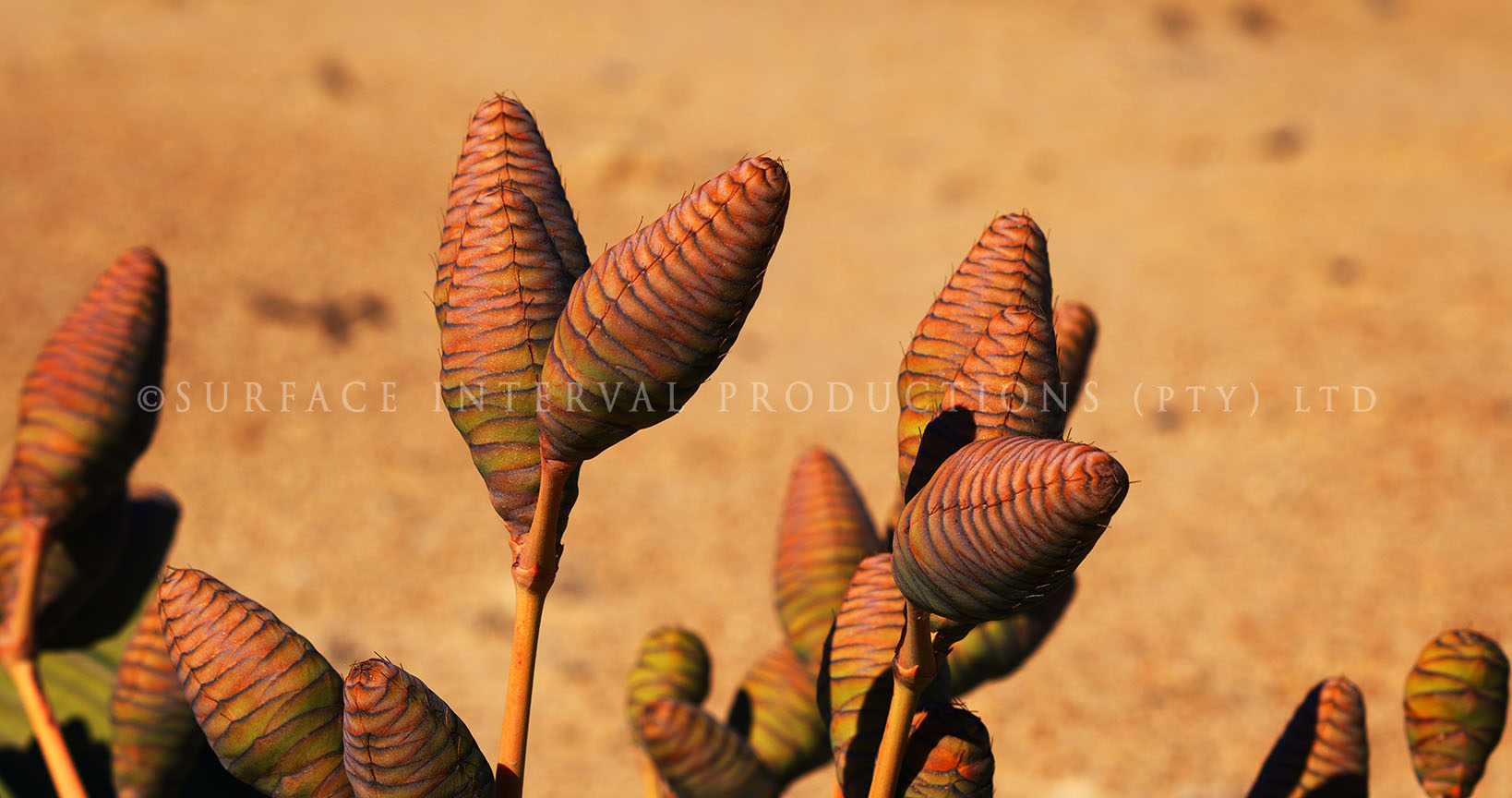 Welwitschia mirabilis 06.jpg