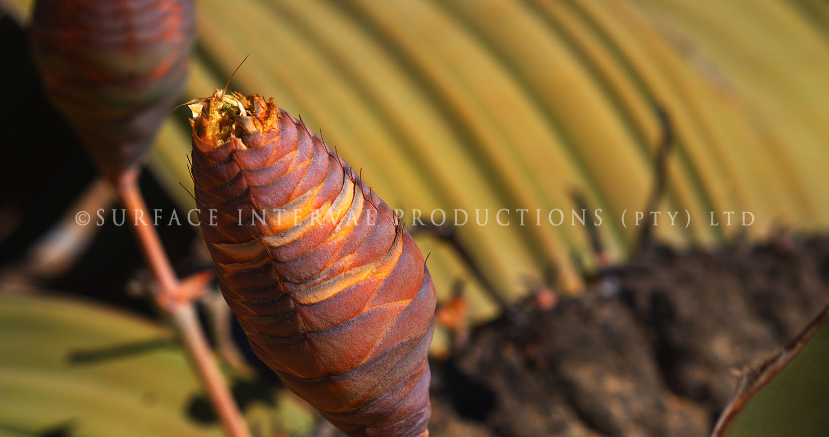 Welwitschia mirabilis 05.jpg