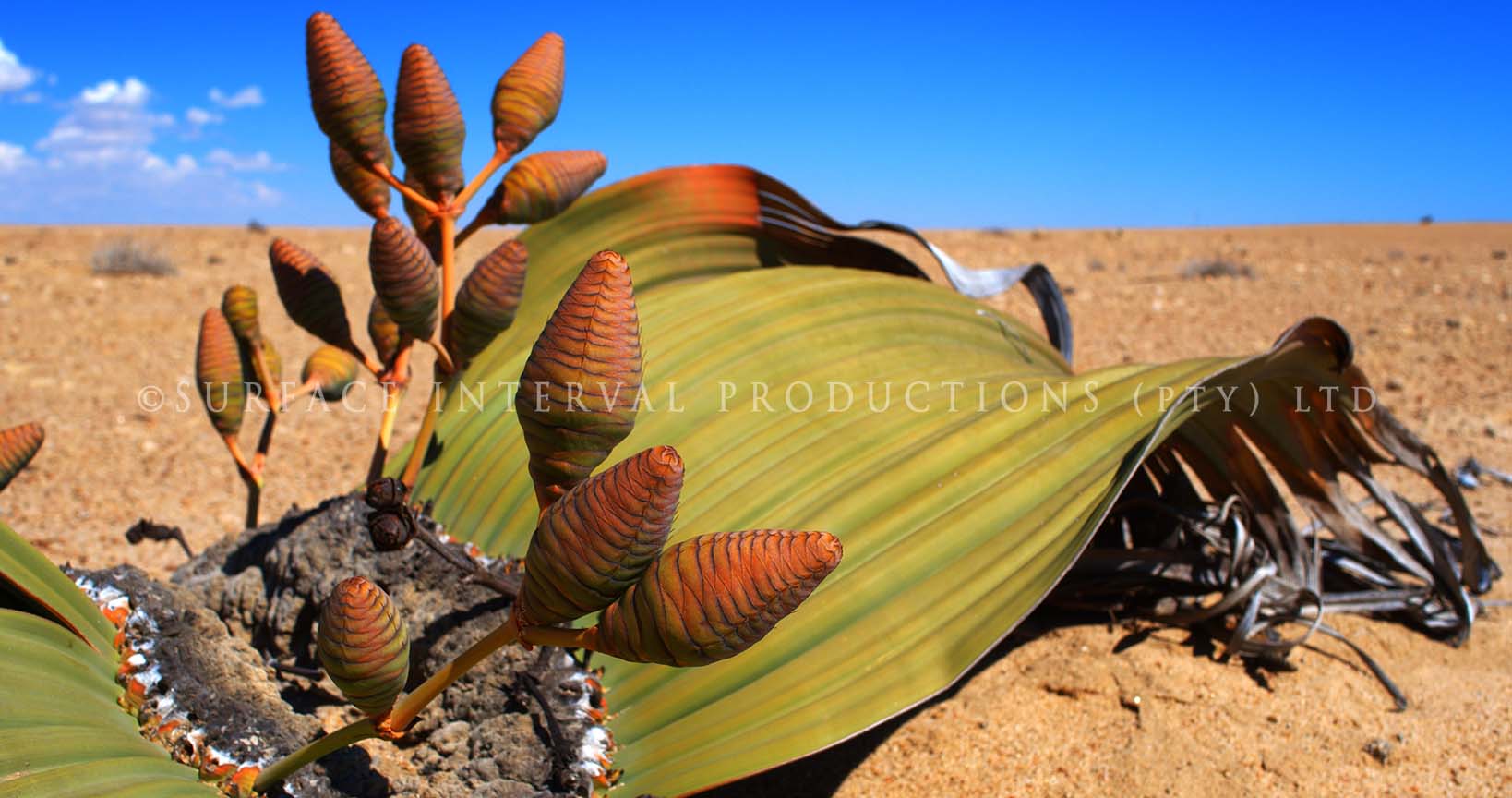 Welwitschia mirabilis 06b.jpg