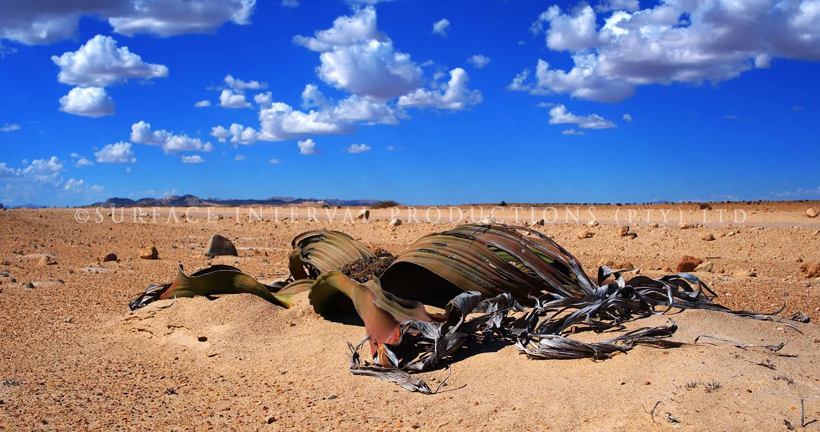 Welwitschia mirabilis 14.jpg