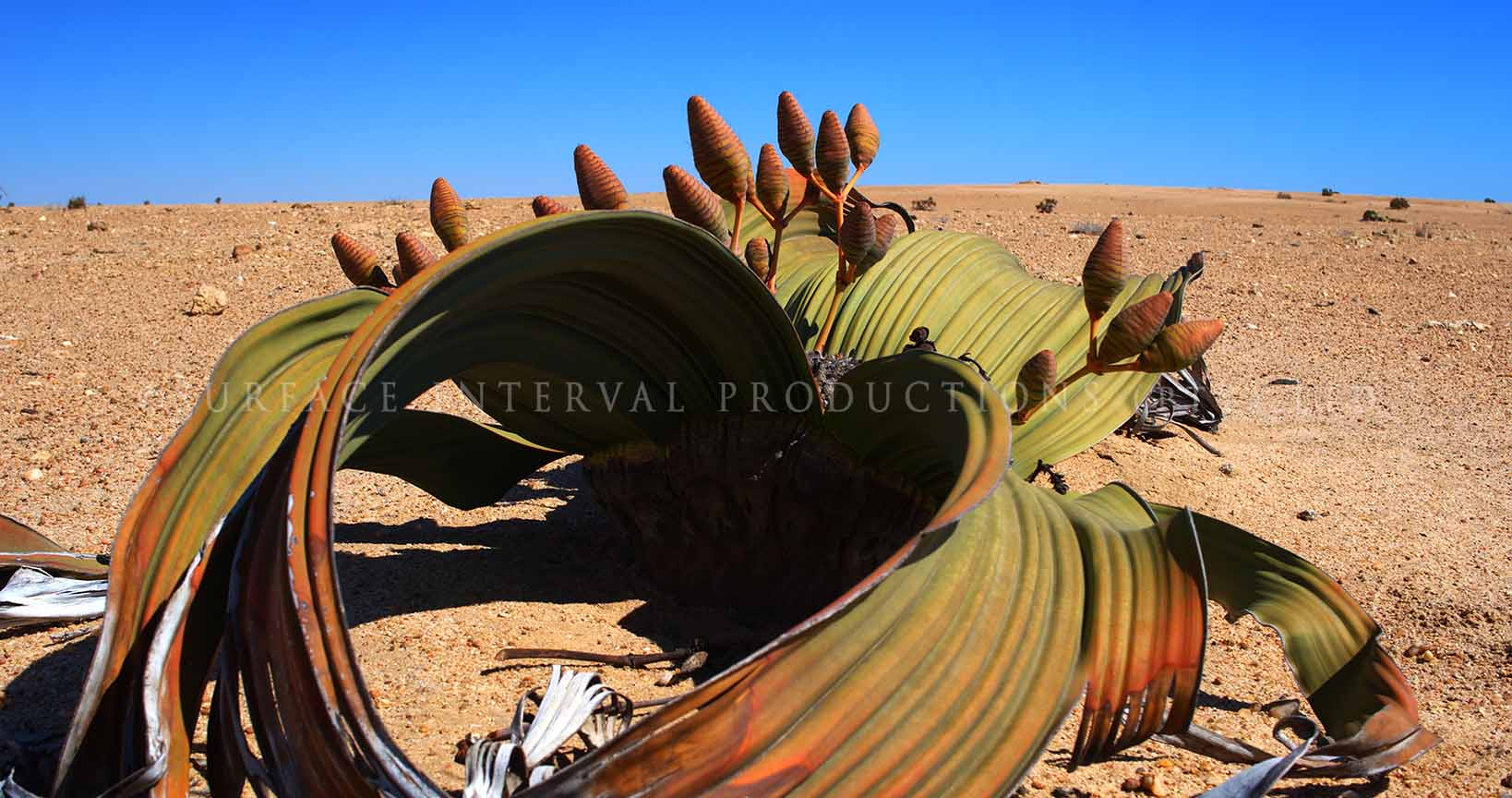 Welwitschia mirabilis 15.jpg