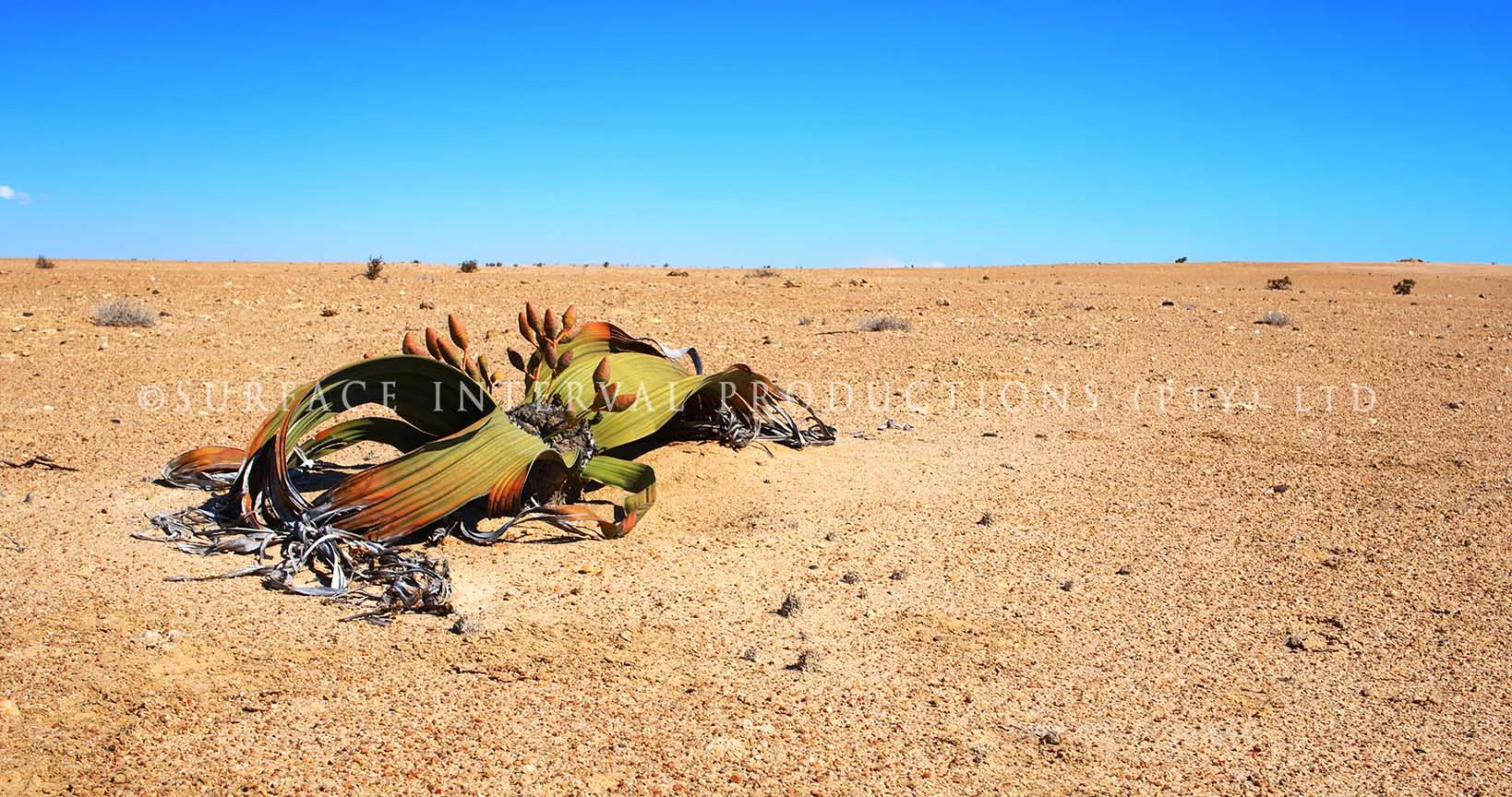 Welwitschia mirabilis 16.jpg