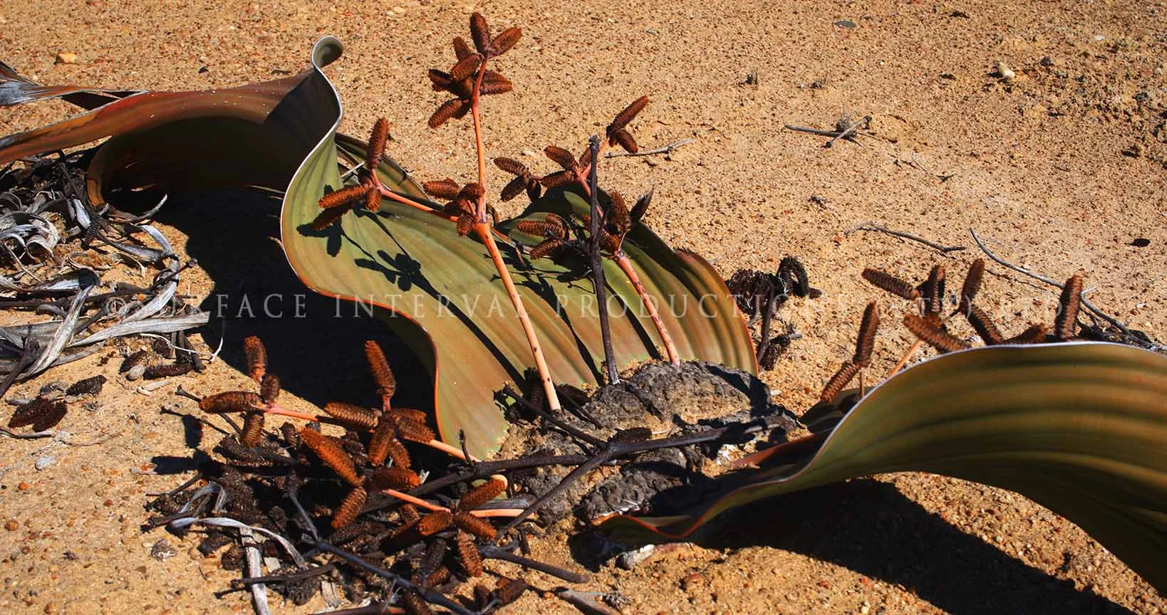 Welwitschia mirabilis 17.jpg