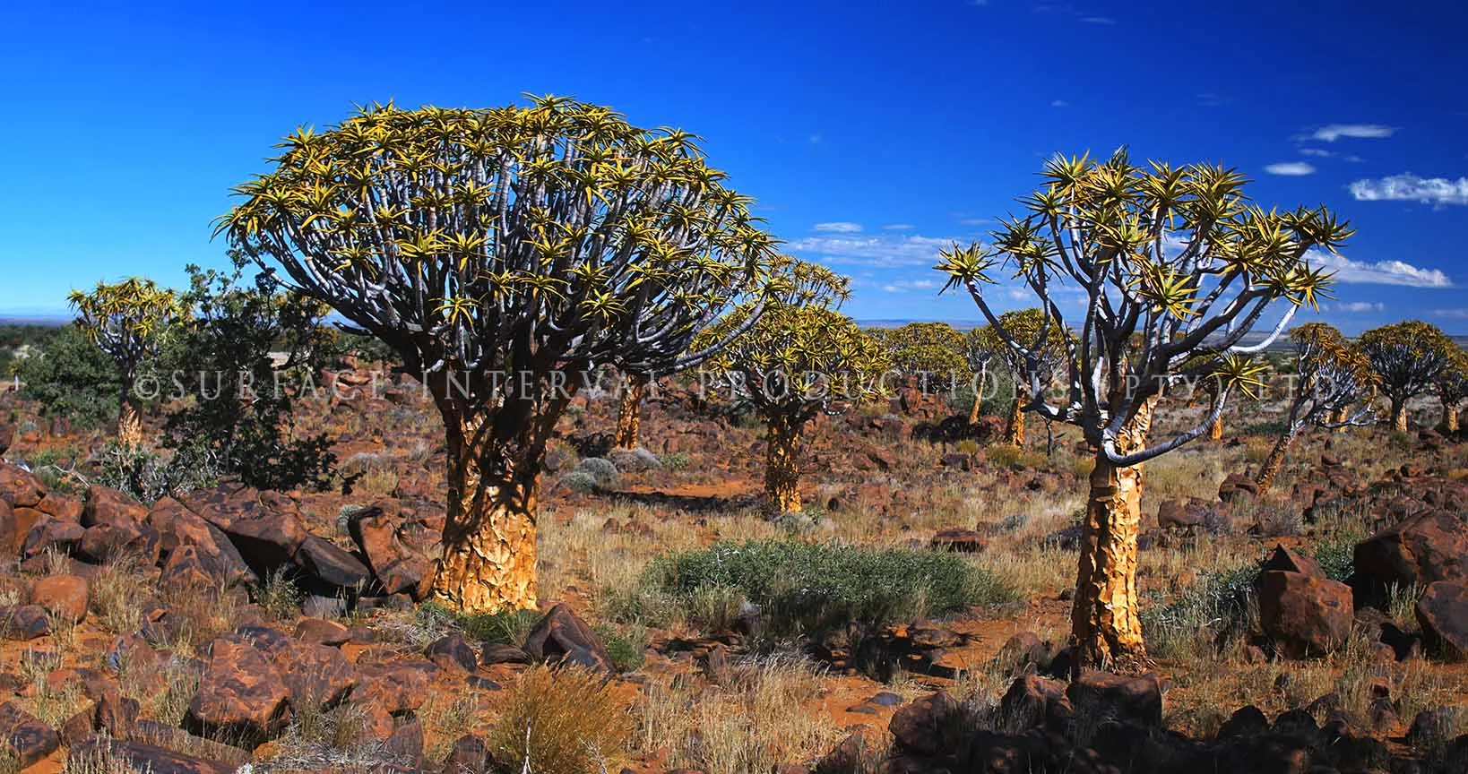 Quiver Tree 01.jpg