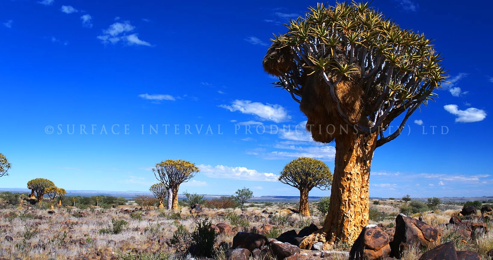 Quiver Tree 02.jpg
