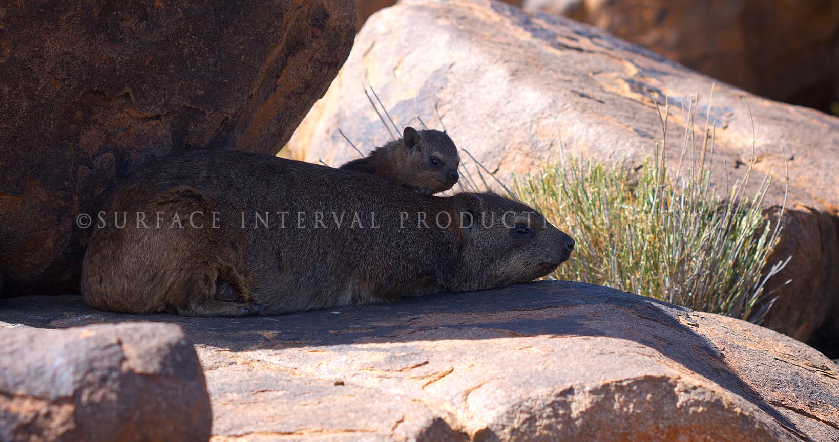 Rock hyrax 01.jpg