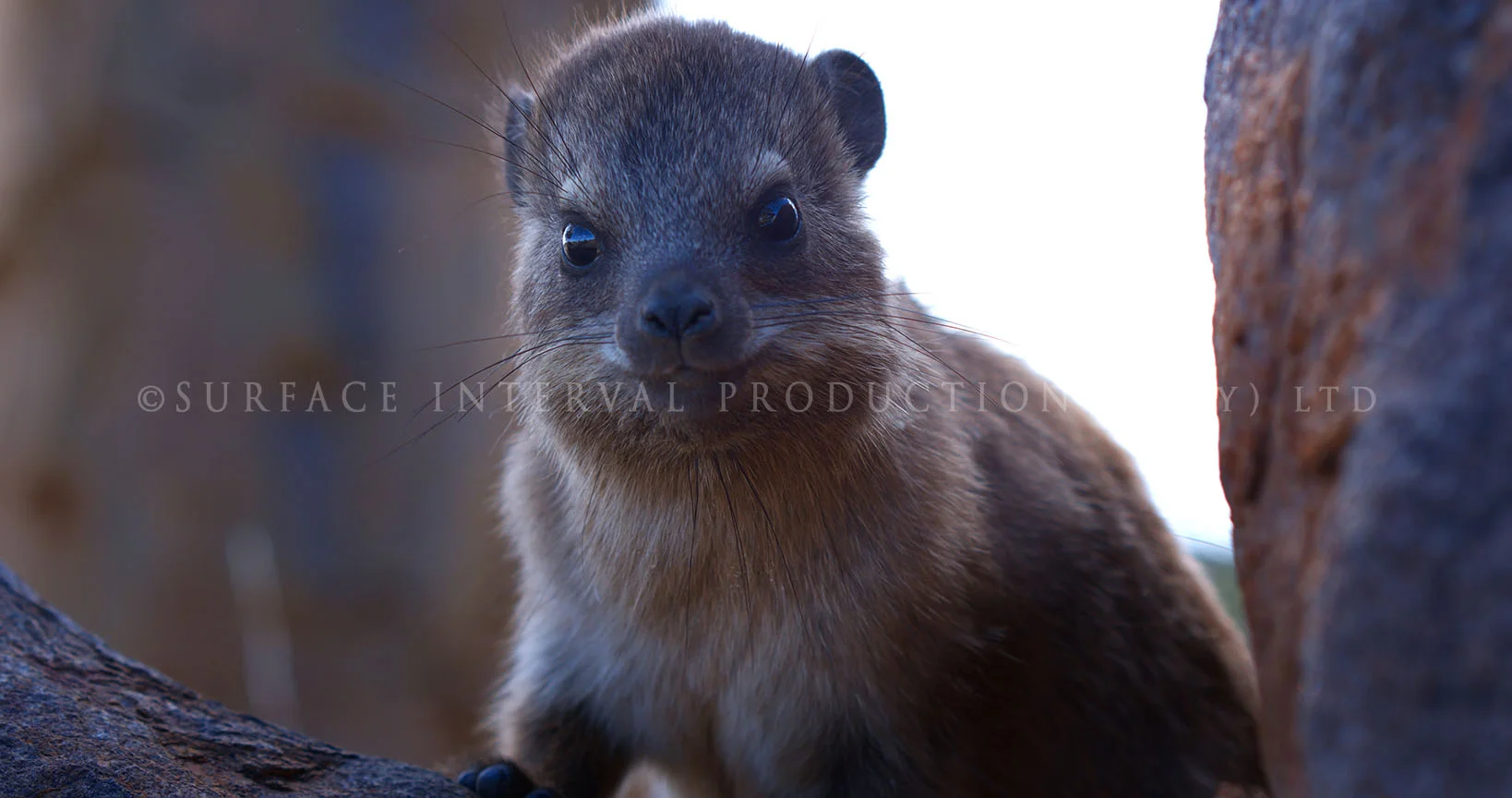 Rock hyrax 04.jpg