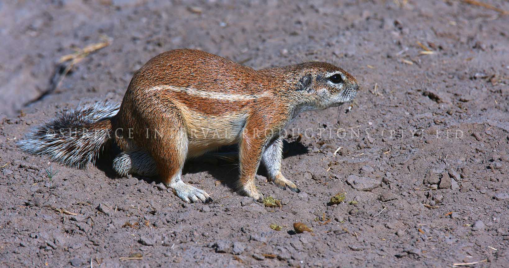 Ground Squirrel 01.jpg