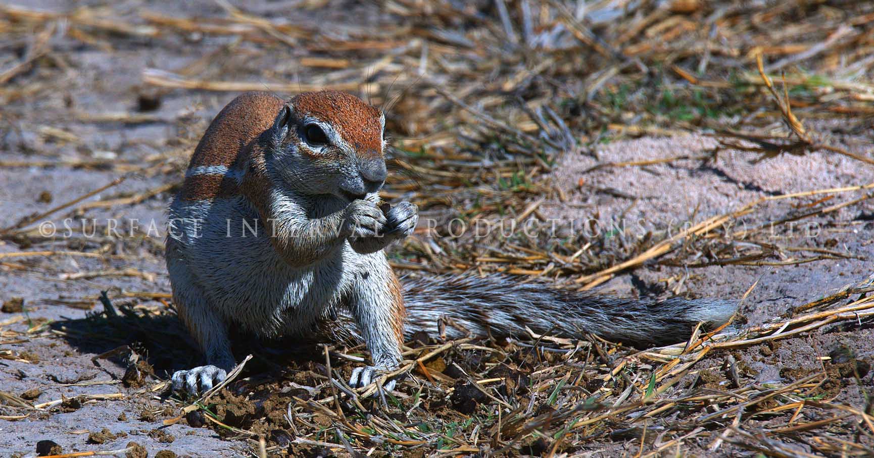 Ground Squirrel 03.jpg