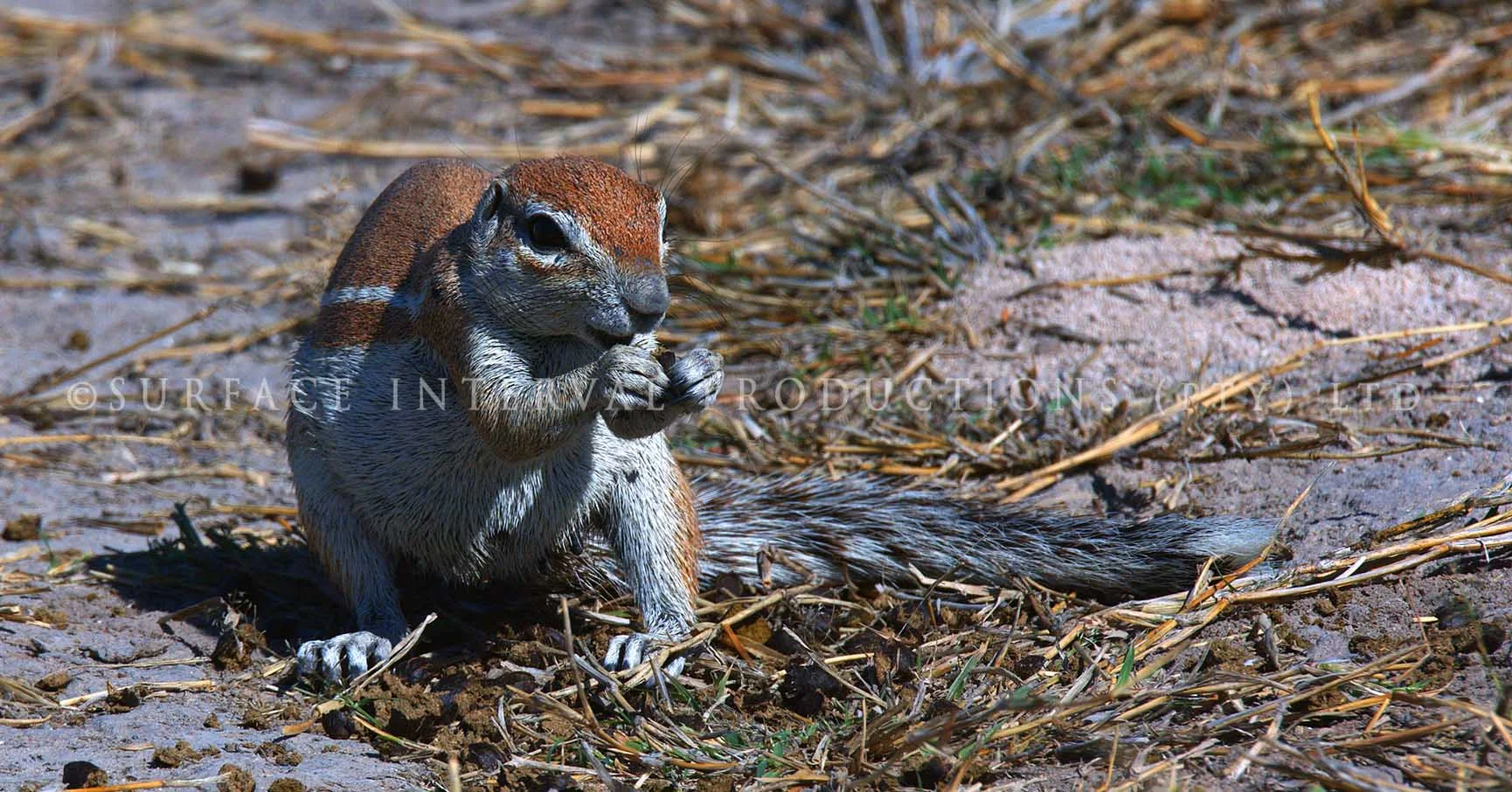 Ground Squirrel 03.jpg