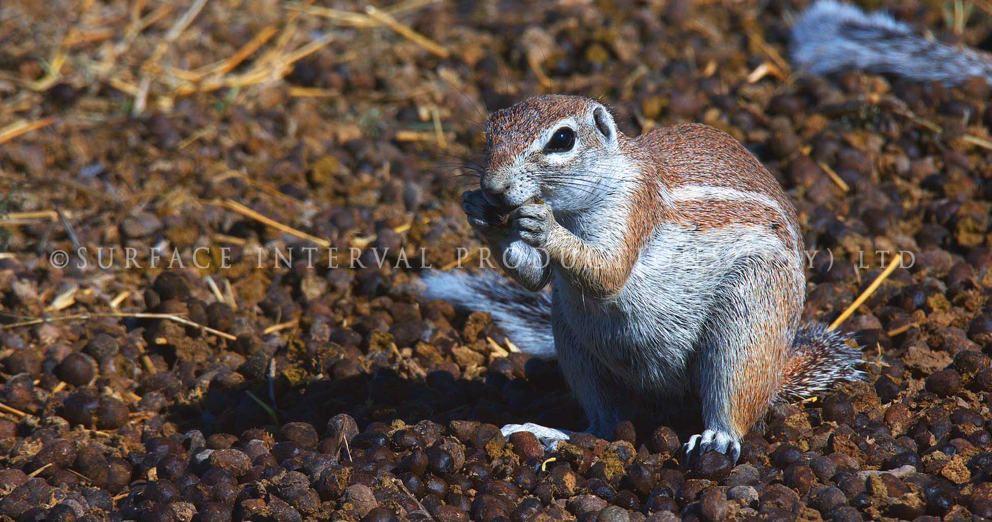 Ground Squirrel 02.jpg