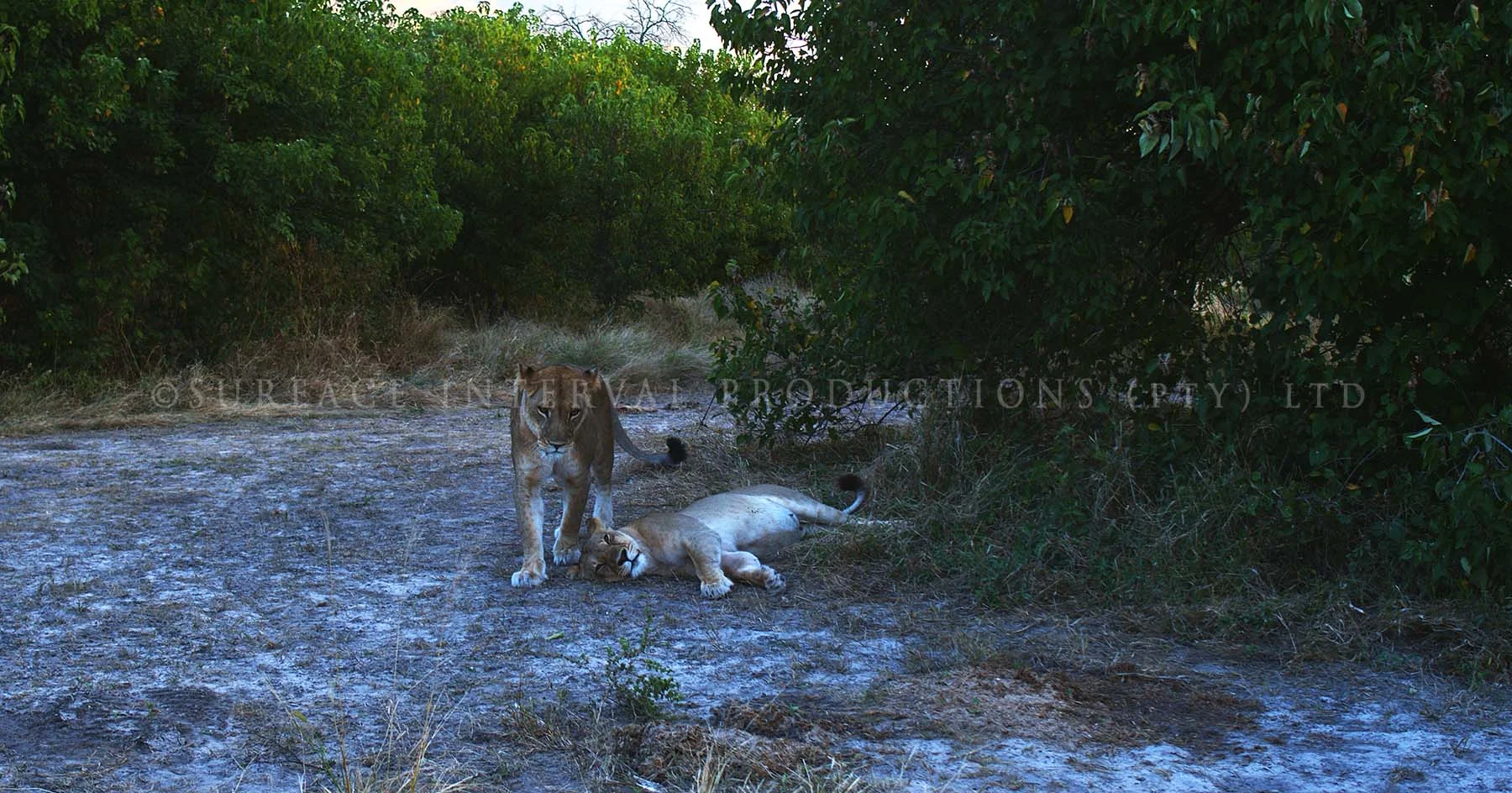 Lioness 04.jpg
