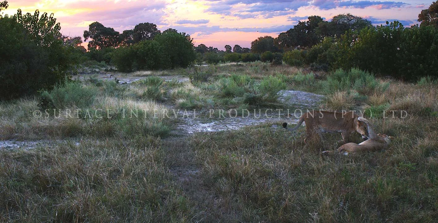 Lioness 05.jpg