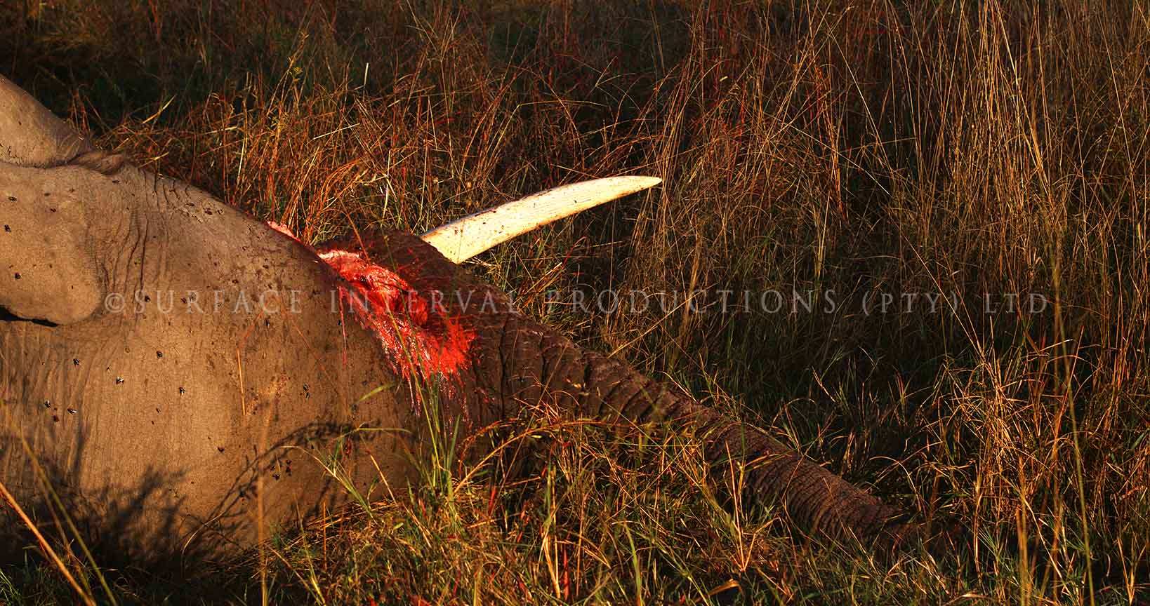 Elephant dead 01.jpg