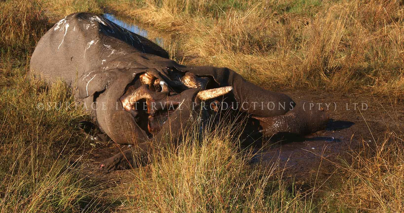 Elephant dead 02.jpg