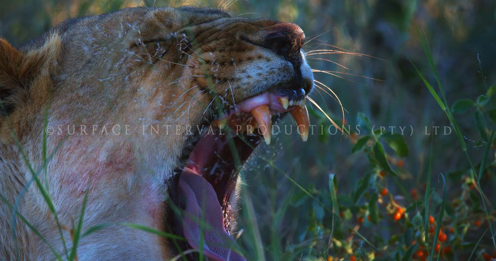 Lioness 01.jpg