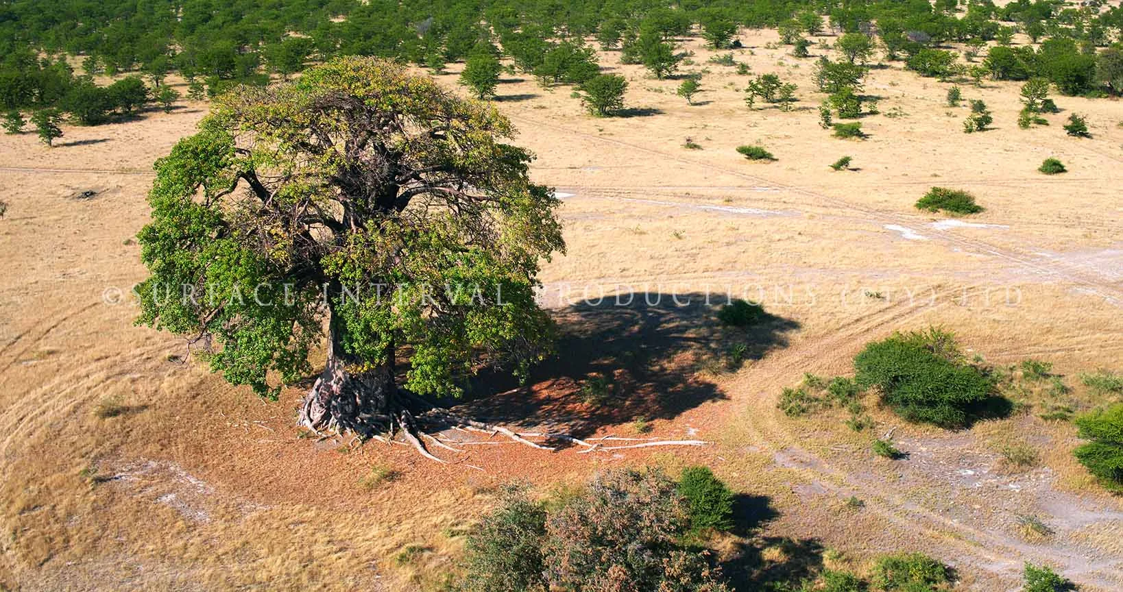 Baobab 10.jpg