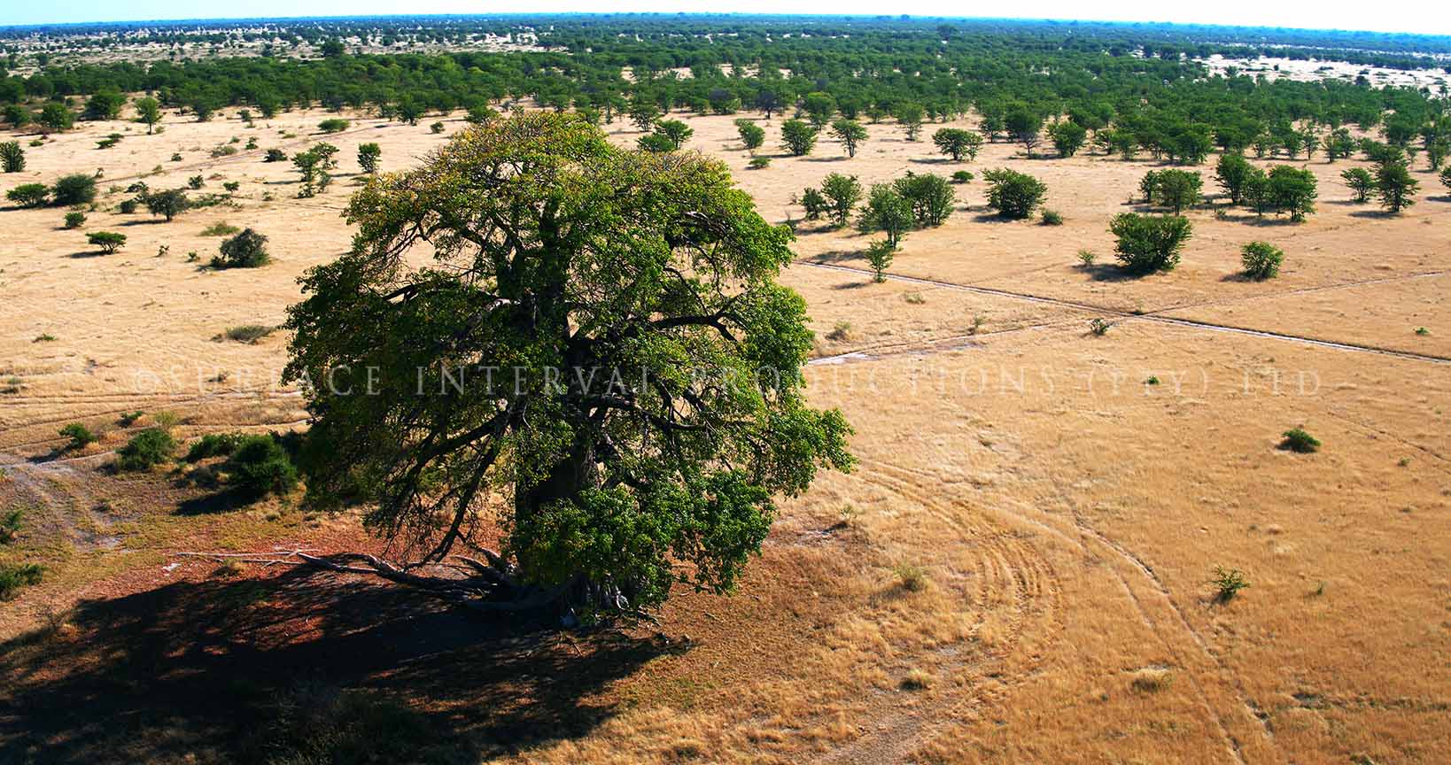 Baobab 12.jpg