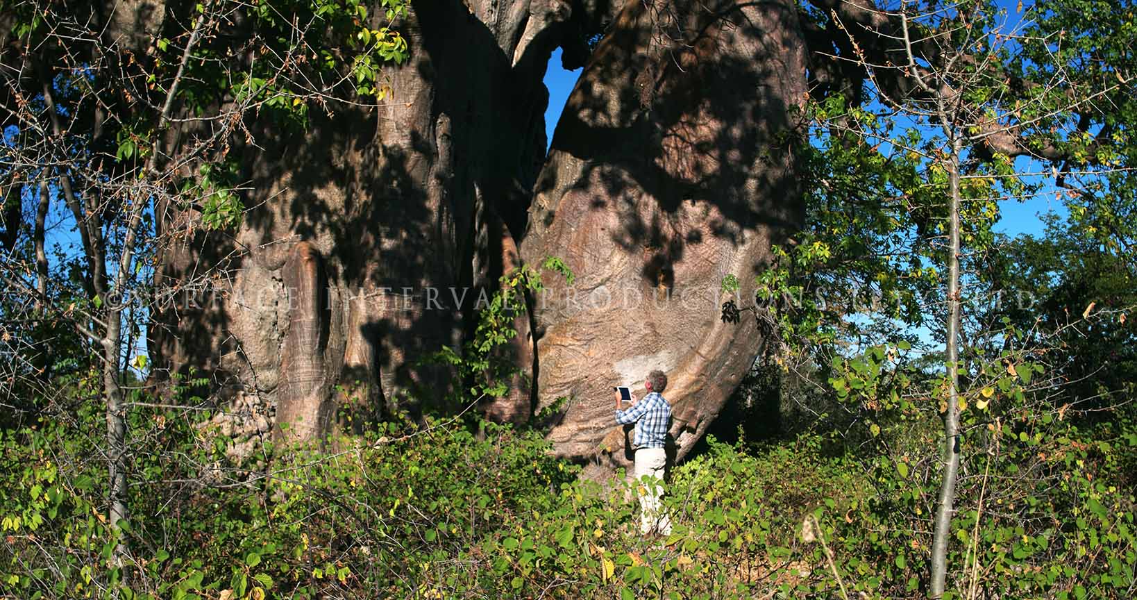 Baobab 14.jpg