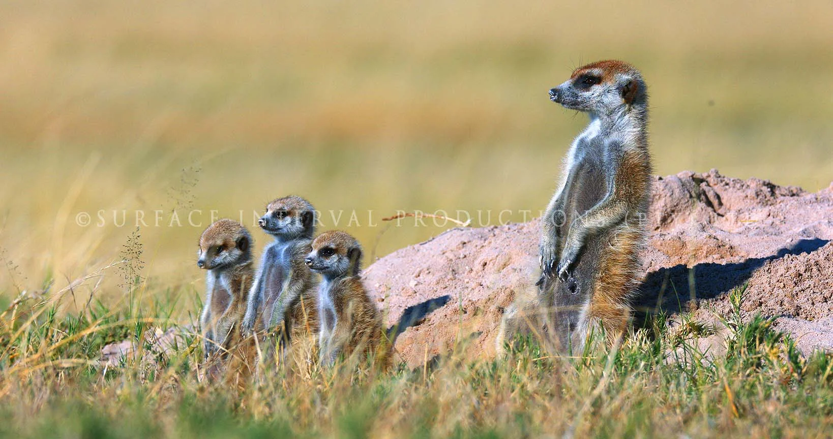 Meercat 02.jpg