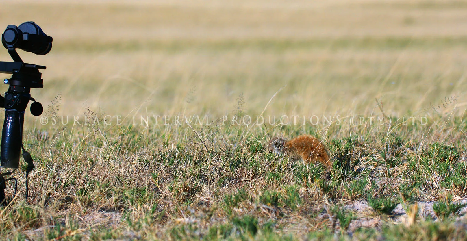 Meercat 06.jpg