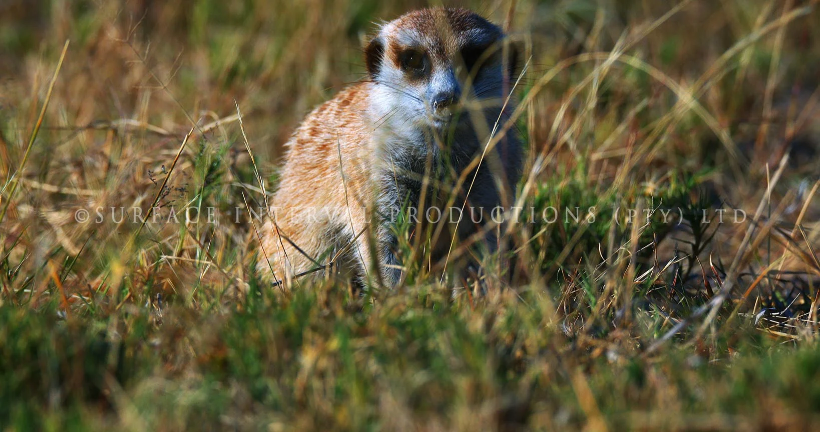 Meercat 08.jpg