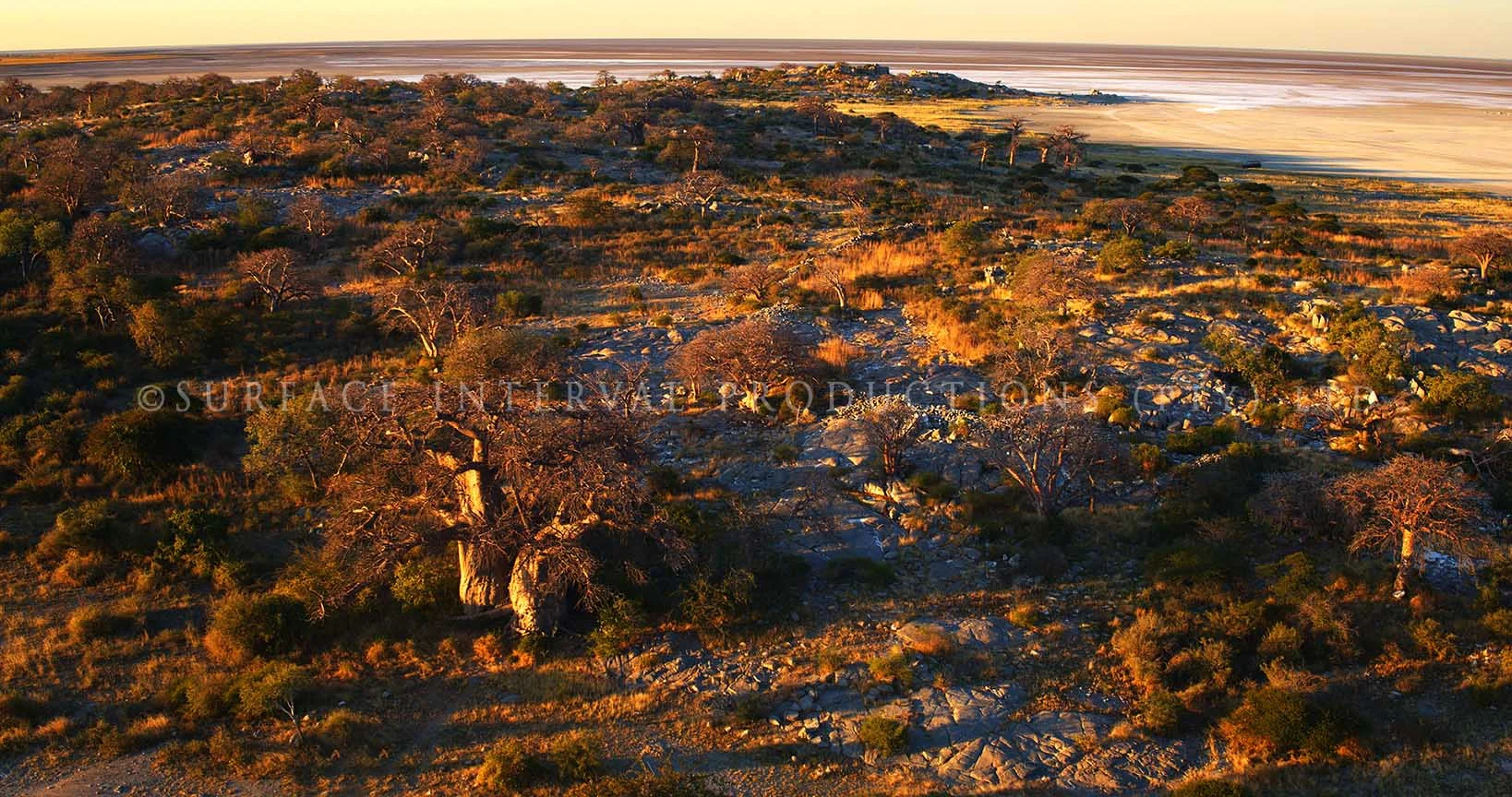 Baobab 17.jpg