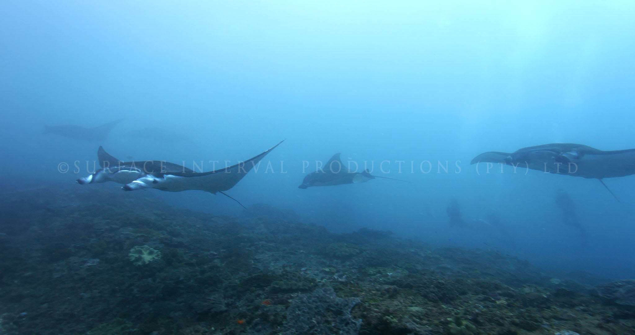 Manta 04.jpg