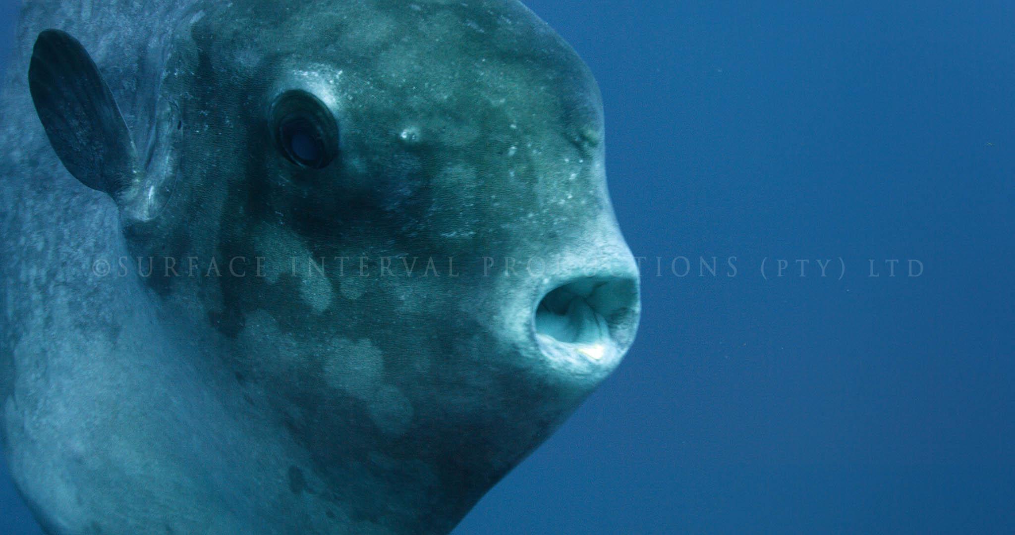 Mola 06.jpg