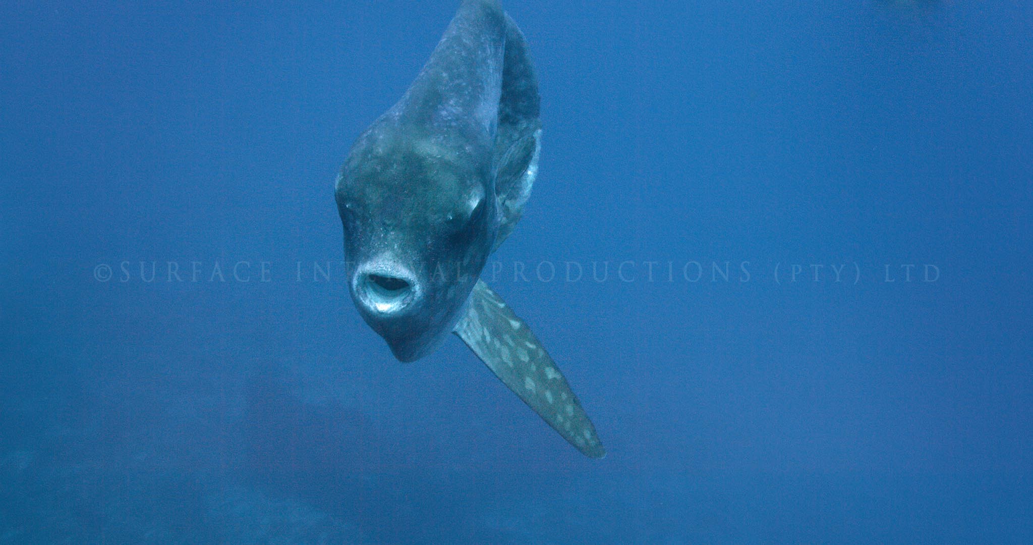 Mola 04.jpg