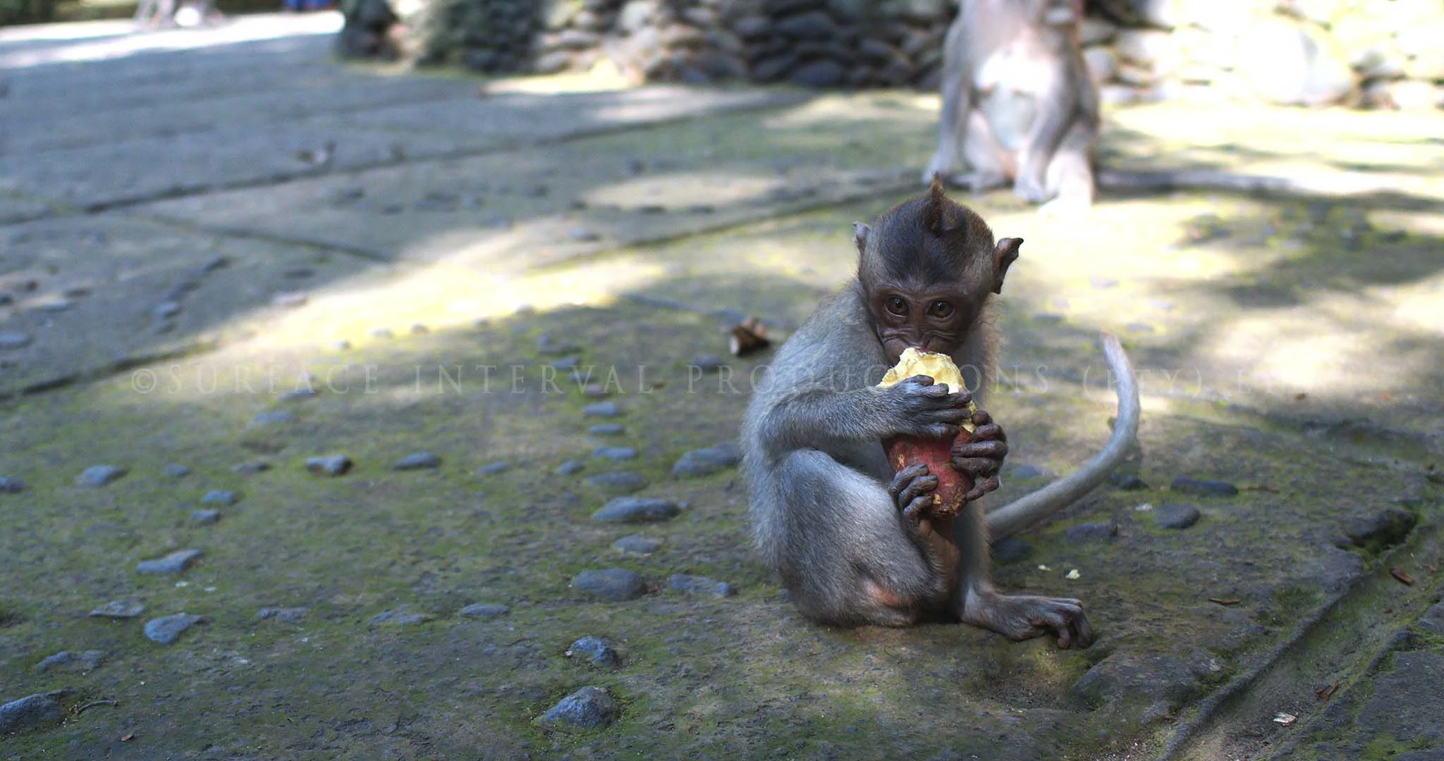 Monkey 02.jpg