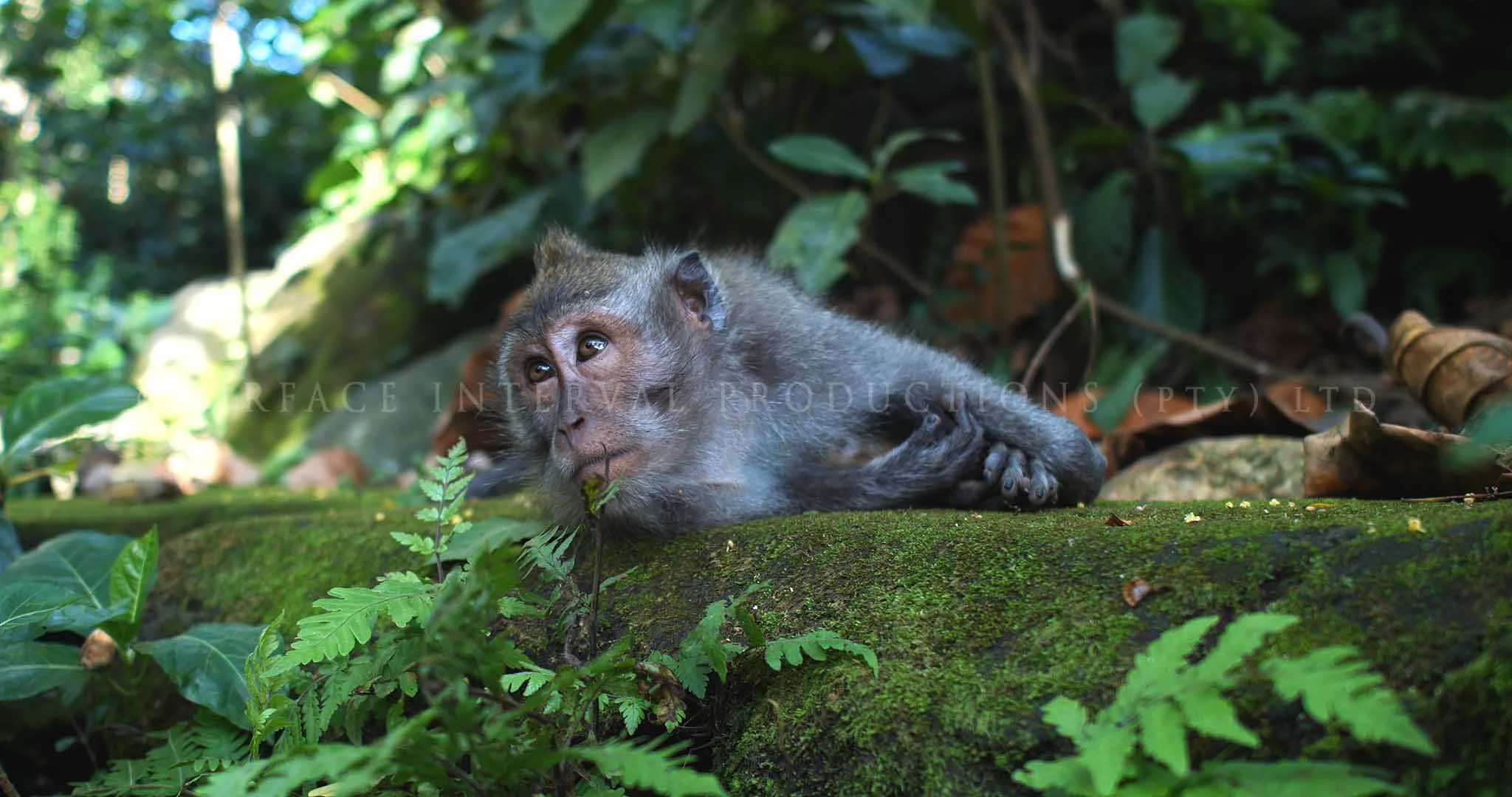 Monkey 04.jpg