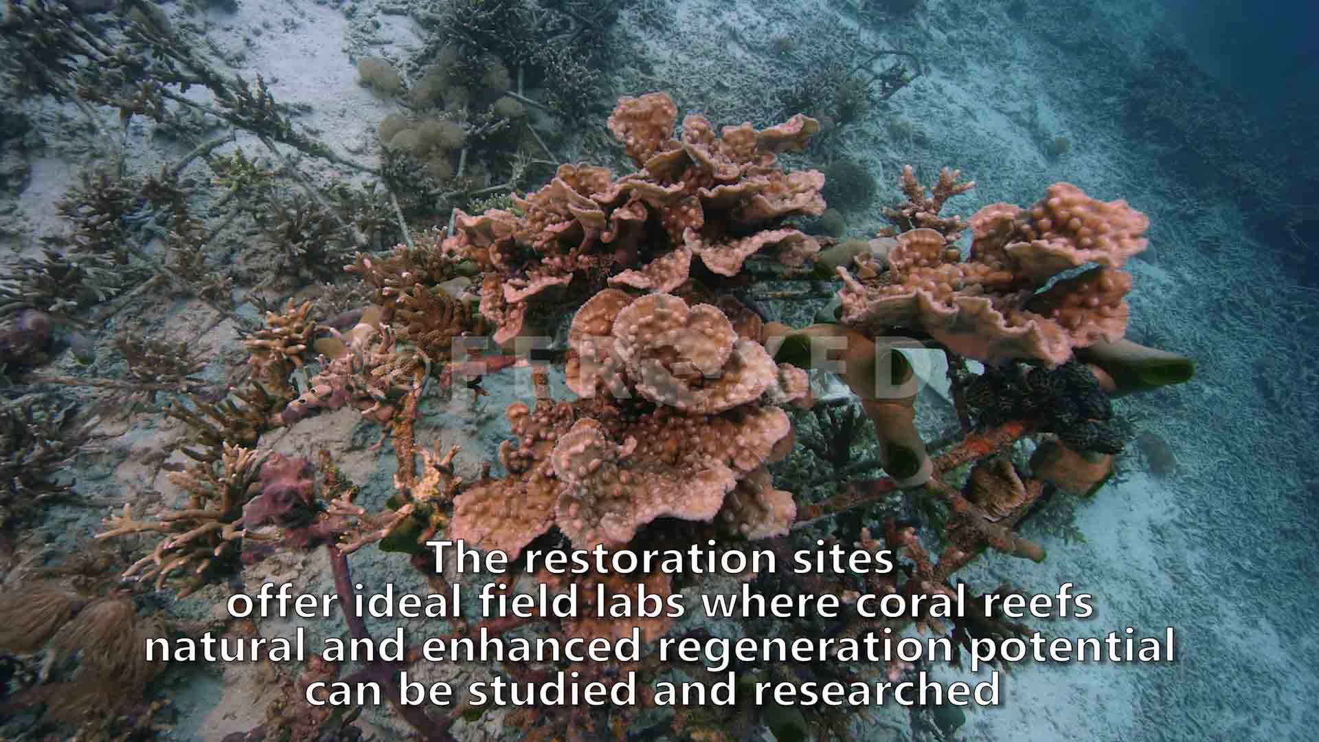 Coral 01.jpg
