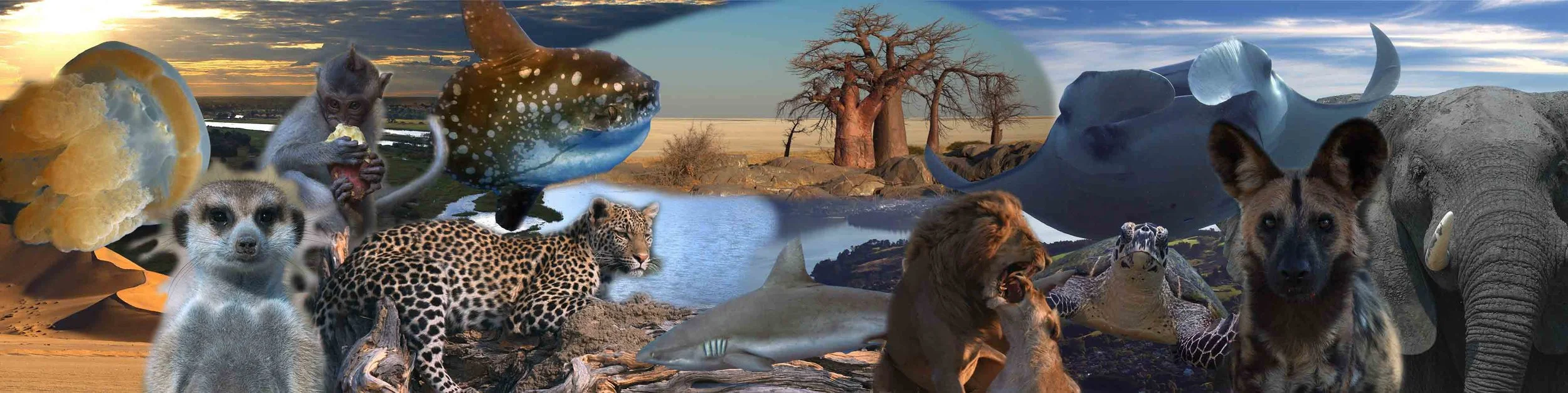 FEROXED - Naturally Wild Films BANNER no text.jpg