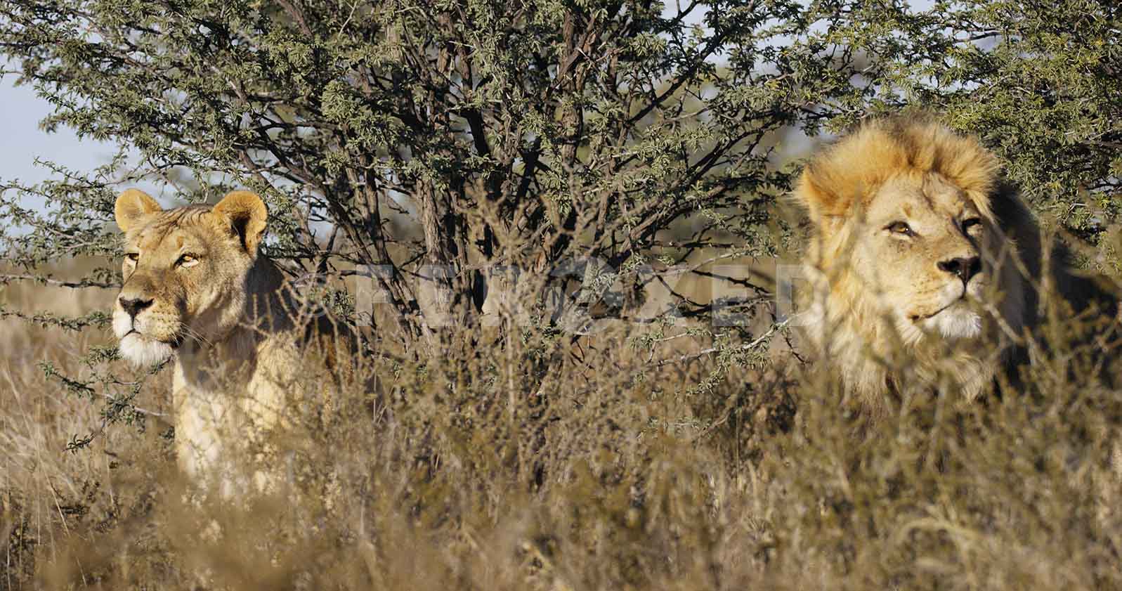 Lion Kgahagadi 2018 b_1.425.1.jpg