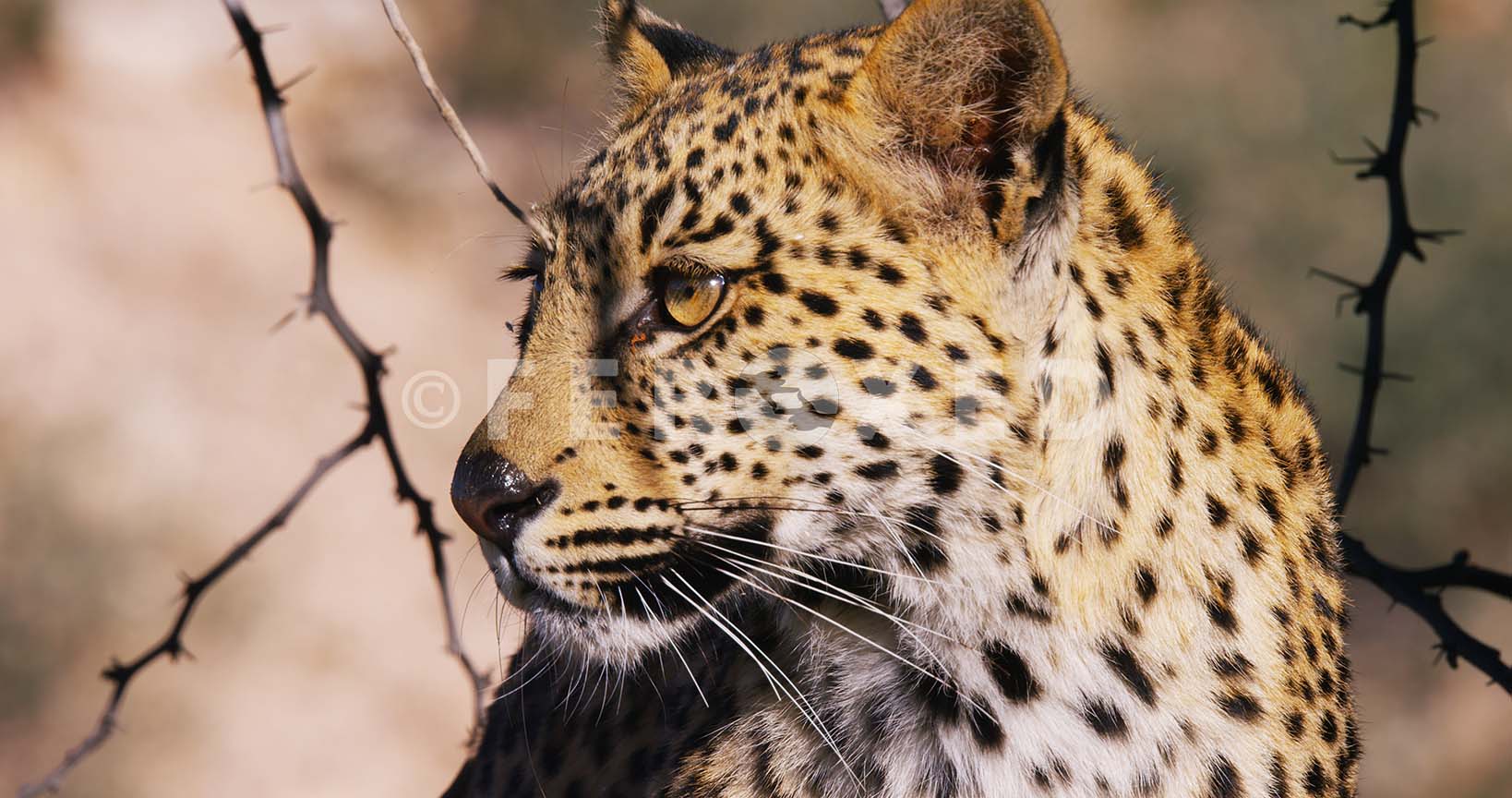 Leopard Kgahagadi 2018_1.43.1.jpg