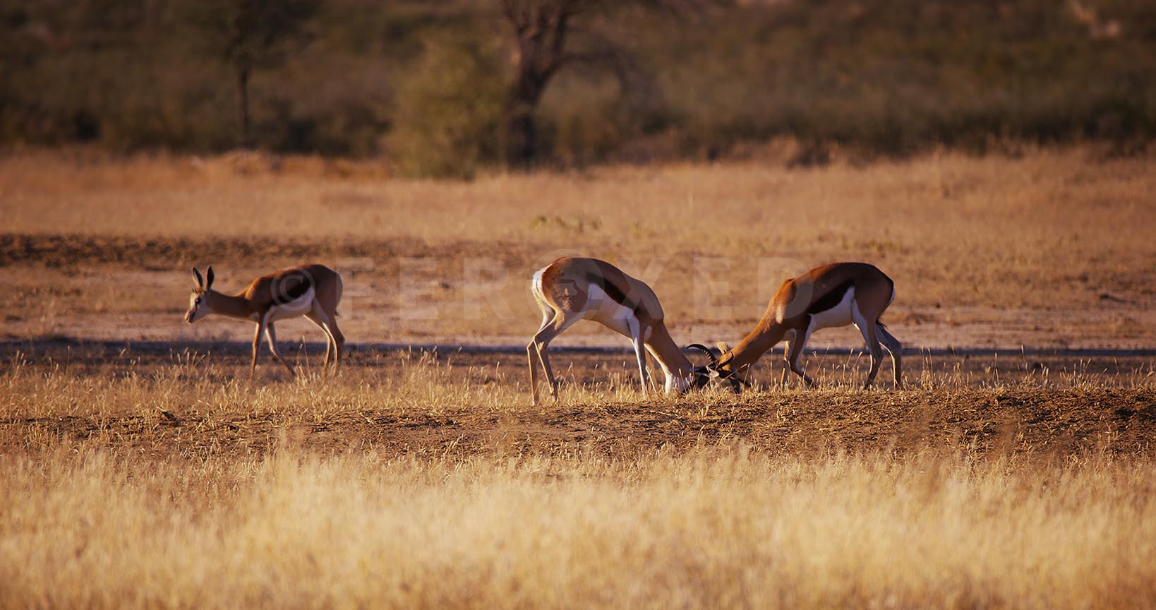 SpringBok Kgahagadi 2018_1.4.1.jpg
