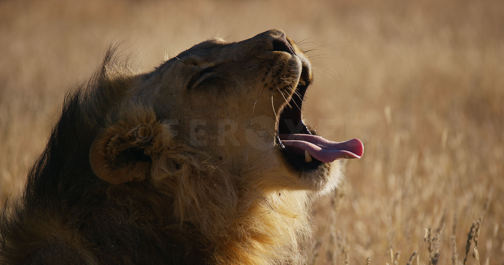 Lion Kgahagadi 2018_1.13.1.jpg