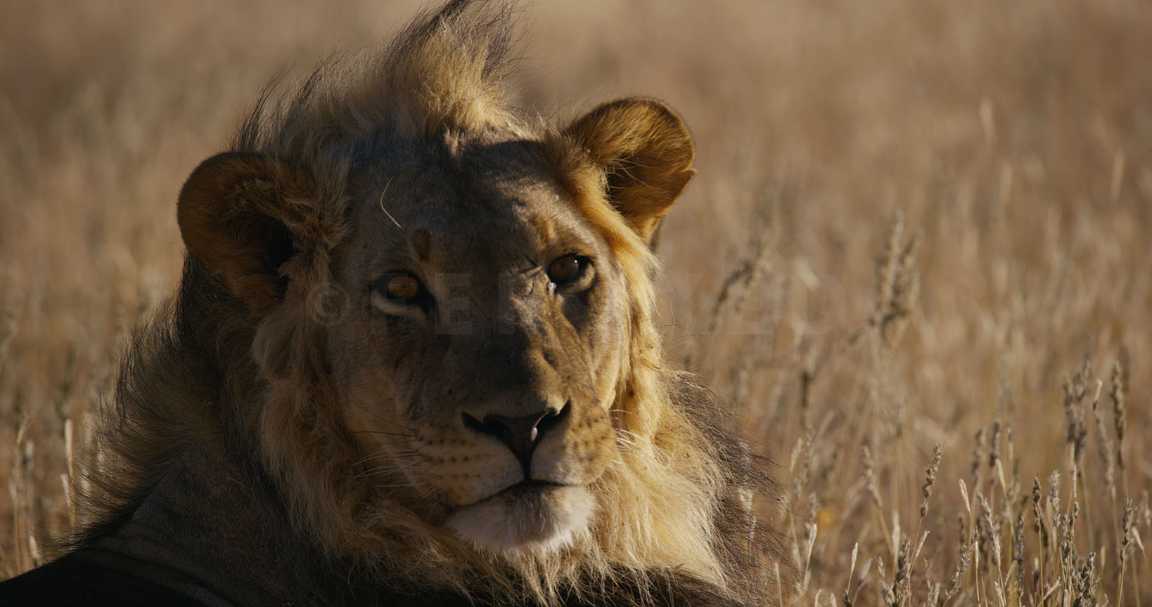 Lion Kgahagadi 2018_1.13.6.jpg