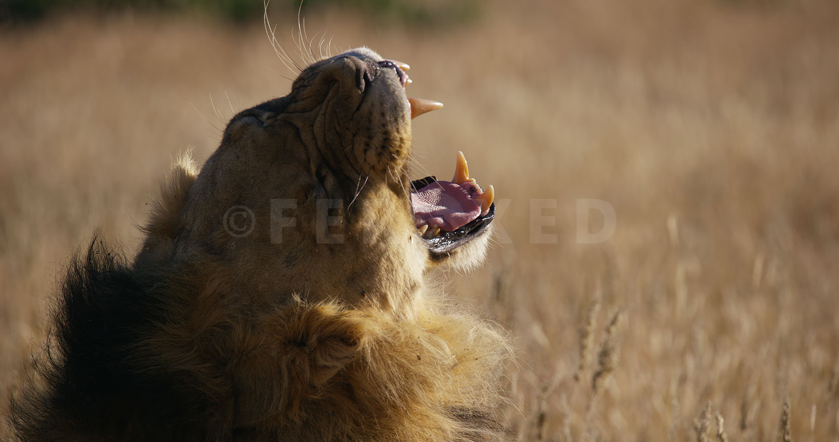 Lion Kgahagadi 2018_1.13.7.jpg