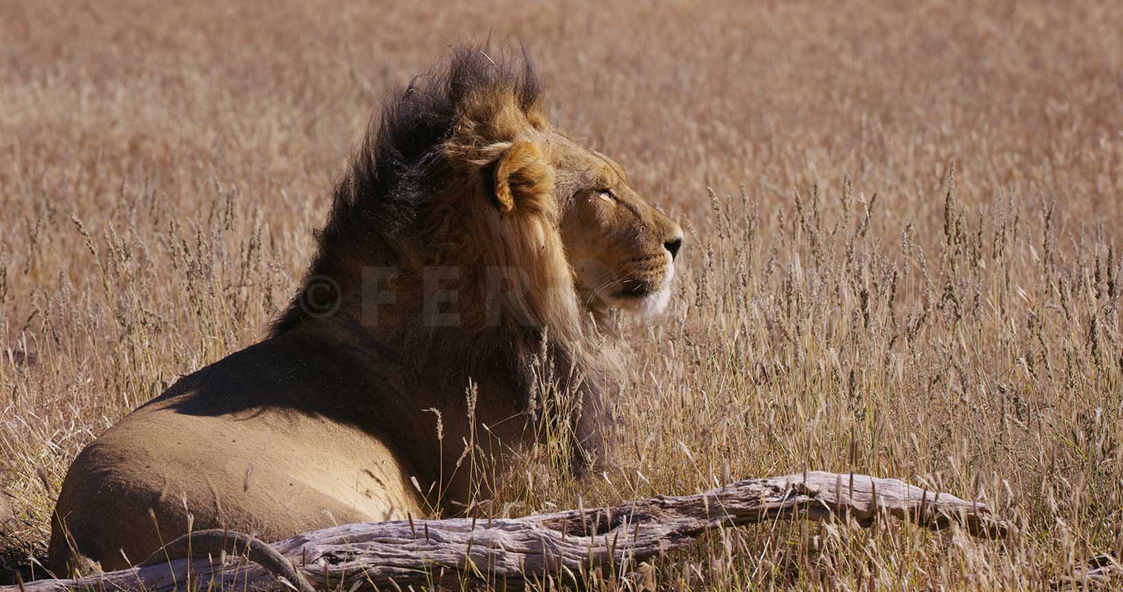 Lion Kgahagadi 2018_1.198.1.jpg