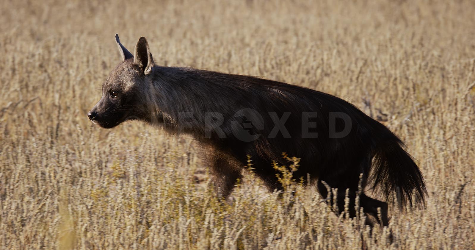 Brown Hyena Kgahagadi 2018 b_1.133.2.jpg